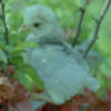Голландская белохохлая голубая, цыплёнок